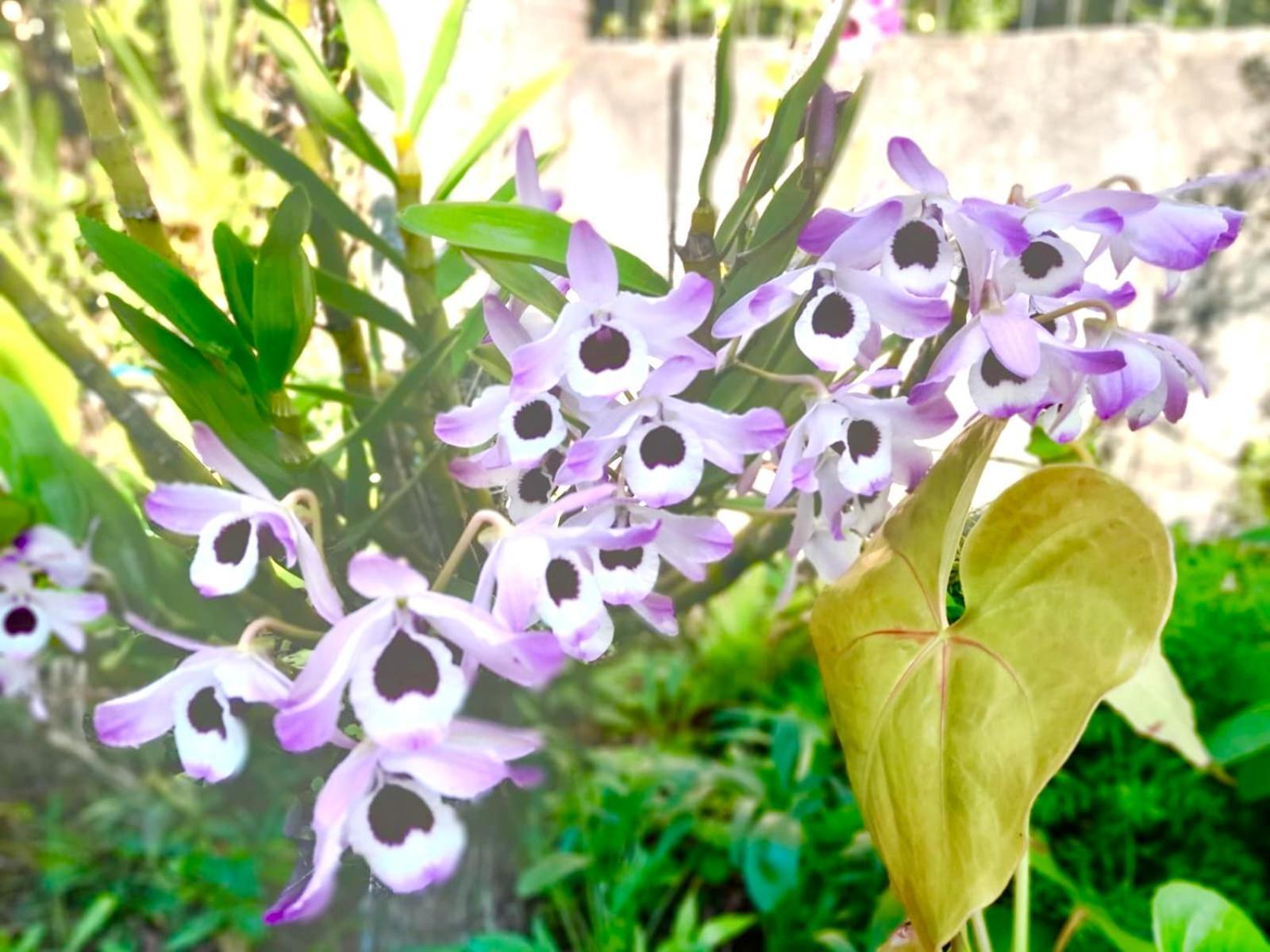 Recanto Das Bromelias Chales Guarda do Embau Bagian luar foto